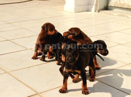 Safkan A Kalite European Doberman Yavruları görsel