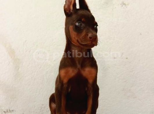 Safkan A Kalite European Doberman Yavruları görsel