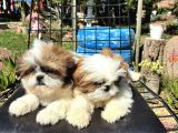Shi̇h Tzu