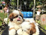 Shi̇h Tzu