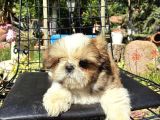 Shi̇h Tzu