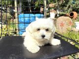 Maltese