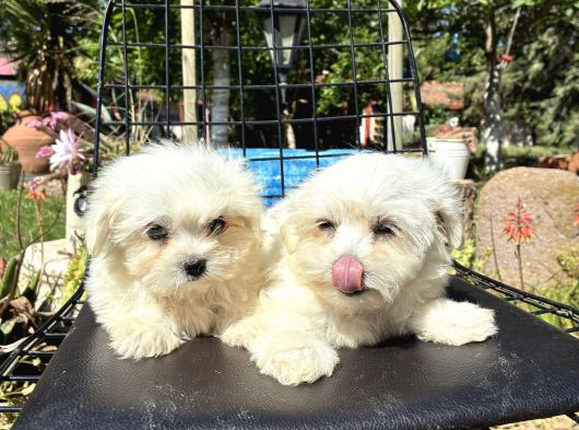Maltese
