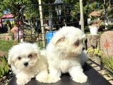 Maltese
