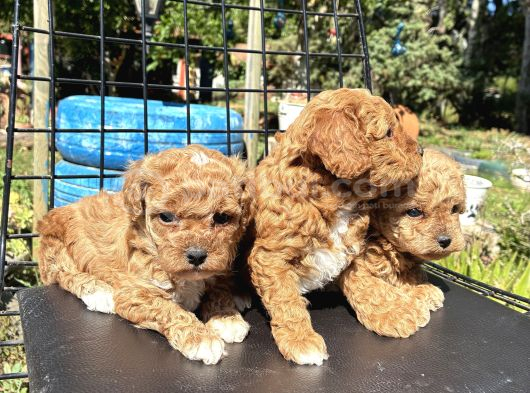 Malti̇po Minyatürler görsel