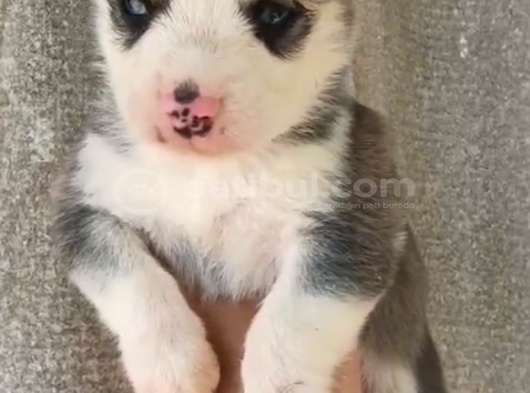 Ruhsatlı Çiftlikten Husky Yavruları görsel