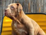 Üst Düzey Yavrular