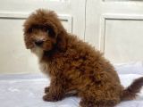 Red MALTİPOO OĞLUMUZ