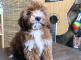 Mini BOY MALTİPOO OGLUMUZ