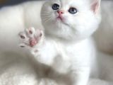 Bembeyaz Gerçek British Shorthair Yavruları