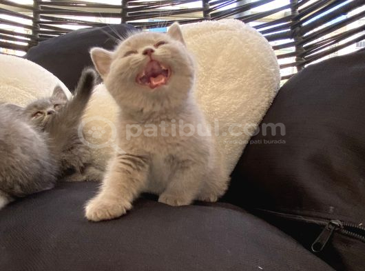 Show Bebeklerimiz görsel