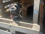 Cane Corsa  Safkan