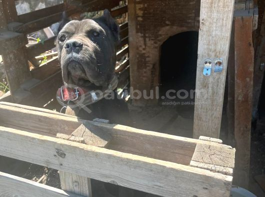 Cane Corsa  Safkan görsel