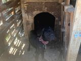 Cane Corsa  Safkan