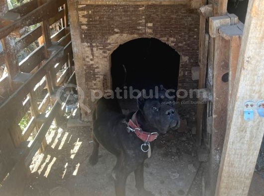 Cane Corsa  Safkan görsel