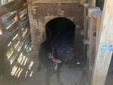 Cane Corsa  Safkan