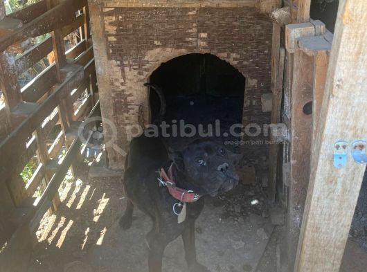 Cane Corsa  Safkan görsel