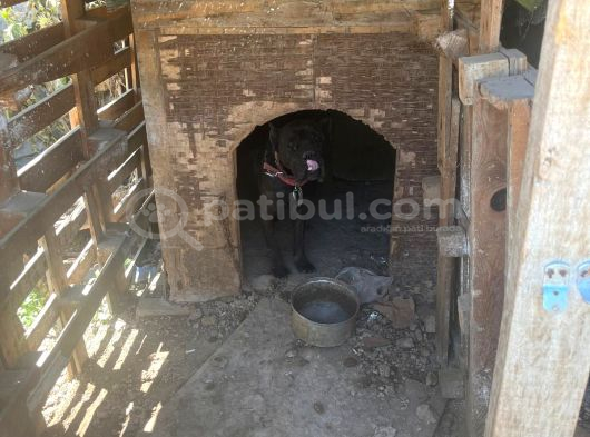 Cane Corsa  Safkan görsel