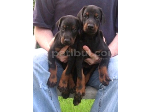 Safkan A Kalite European Doberman Yavruları