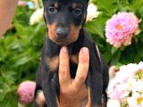 Safkan A Kalite European Doberman Yavruları