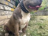 Bully Xxl 8 Aylık Abkc Scr Aşı Tam Temel Itaati Vardır