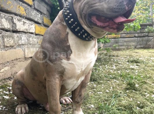 Bully Xxl 8 Aylık Abkc Scr Aşı Tam Temel Itaati Vardır görsel