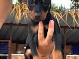 Safkan A Kalite European Doberman Yavruları