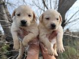 Mükemmel Kalite Küt Burun Baby Face Golden Retriever Yavru