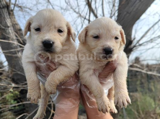 Mükemmel Kalite Küt Burun Baby Face Golden Retriever Yavru görsel