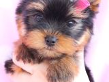 Safkan Irk Ve Sağlık Garantili Yorkshire Terrier Yavruları