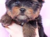 Safkan Irk Ve Sağlık Garantili Yorkshire Terrier Yavruları