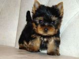 Safkan Irk ve Sağlık Garantili Yorkshire Terrier Yavruları