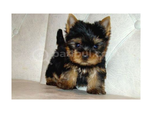 Safkan Irk ve Sağlık Garantili Yorkshire Terrier Yavruları