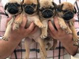 Sağlık Garantili Safkan Pug Mops Mops Yavruları