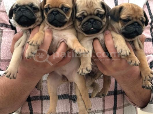 Sağlık Garantili Safkan Pug Mops Mops Yavruları