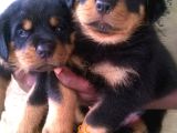 Irk Garantili A Kalite Rottweiler Yavruları