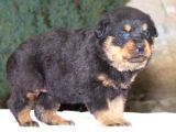 Irk Garantili A Kalite Rottweiler Yavruları