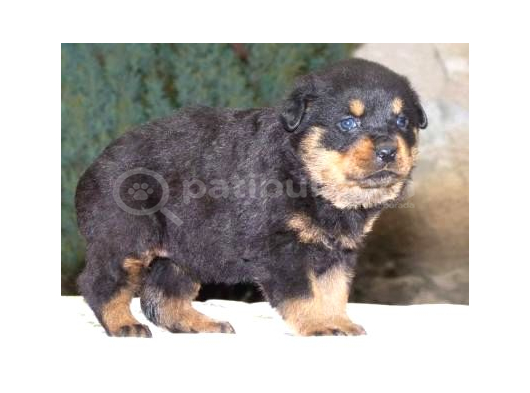 Irk Garantili A Kalite Rottweiler Yavruları görsel