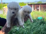 Dişi erkek Japon akita inu yavrularımız