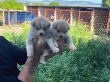 Dişi Erkek Japon Akita Inu Yavrularımız