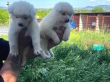 Dişi Erkek Japon Akita Inu Yavrularımız