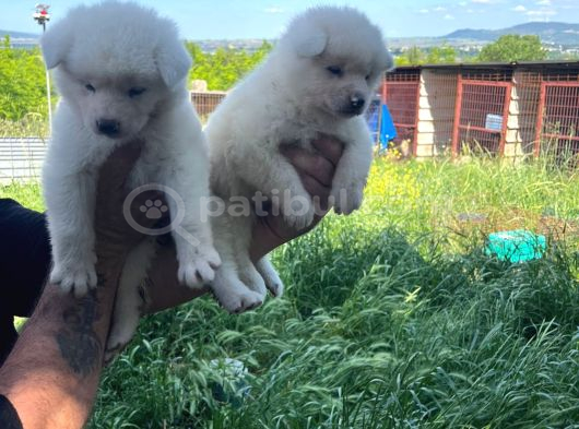 Dişi Erkek Japon Akita Inu Yavrularımız görsel