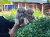 Dişi Erkek Japon Akita Inu Yavrularımız