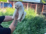 Dişi Erkek Japon Akita Inu Yavrularımız