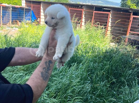 Dişi Erkek Japon Akita Inu Yavrularımız görsel