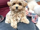 MALTİPOO CİNSİ YAVRULAR EV ÜRETİMİ