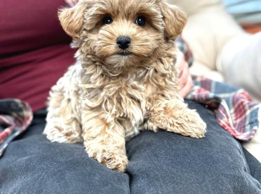 Malti̇poo Ci̇nsi̇ Yavrular Ev Üreti̇mi̇ görsel