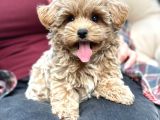 Malti̇poo Ci̇nsi̇ Yavrular Ev Üreti̇mi̇