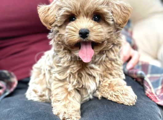 Malti̇poo Ci̇nsi̇ Yavrular Ev Üreti̇mi̇ görsel