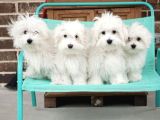 MALTESE TERRİER CİNSİ YAVRULAR